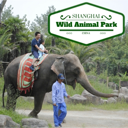 Planning a visit to Shanghai, China? Here're some tips, if you want to visit Shanghai Wild Animal Park.